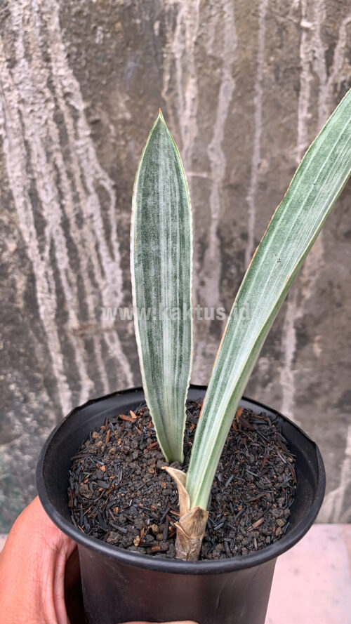 Sansevieria Metallica Siam Silver 1 Leaf, real gallery image #1 plants. Picture taken directly from kaktus.id community Sansevieria farmer green houses.