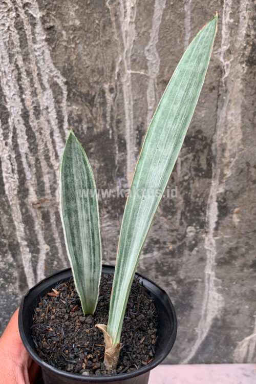 Sansevieria Metallica Siam Silver 1 Leaf, real gallery image #6 plants. Picture taken directly from kaktus.id community Sansevieria farmer green houses.