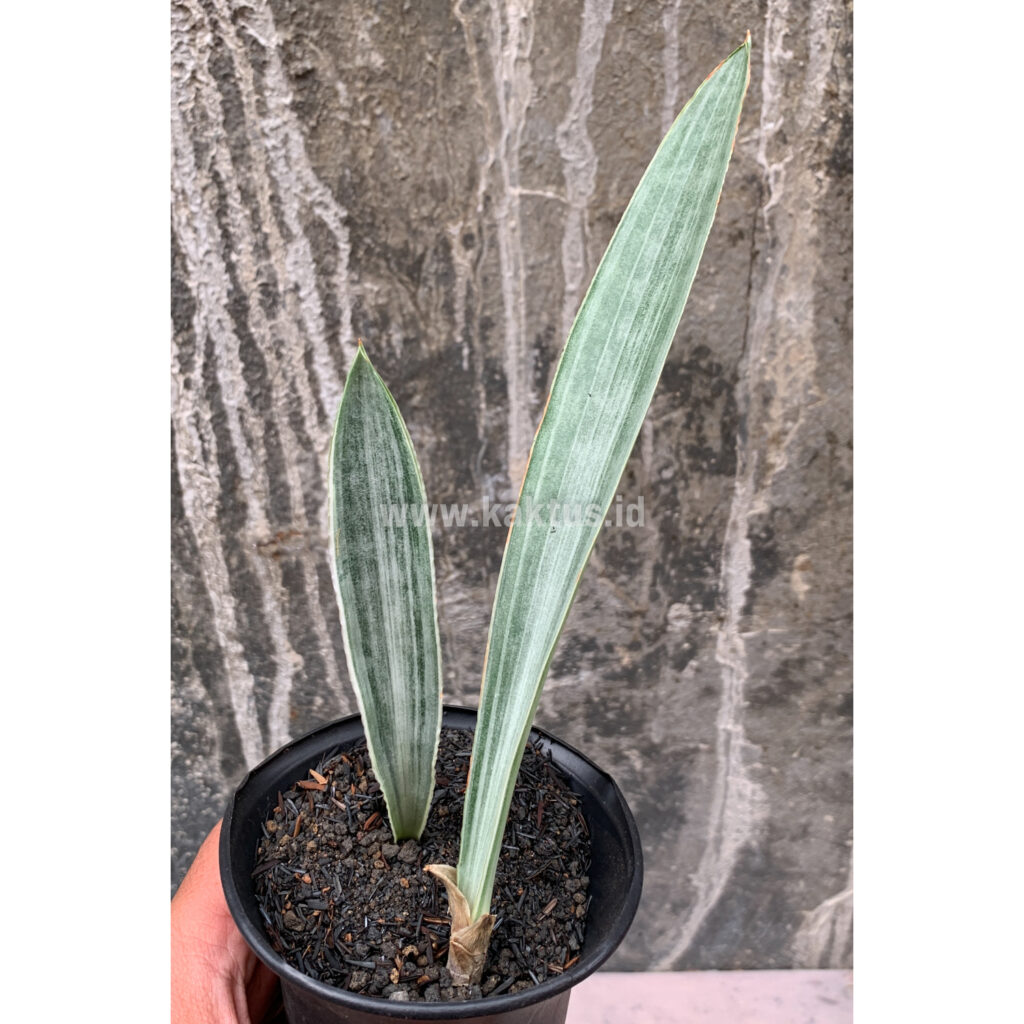 kaktus.id
