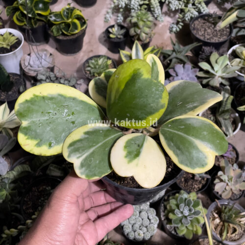 Hoya 'Heart' Kerrii Variegated 9 Leafs, real gallery image #2 plants. Picture taken directly from kaktus.id community Hoya farmer green houses.