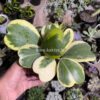 Hoya 'Heart' Kerrii Variegated 9 Leafs, real gallery image #3 plants. Picture taken directly from kaktus.id community Hoya farmer green houses.