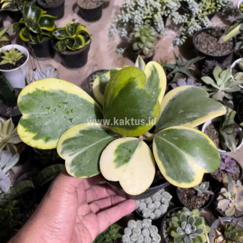 Hoya 'Heart' Kerrii Variegated 9 Leafs, real gallery image #4 plants. Picture taken directly from kaktus.id community Hoya farmer green houses.