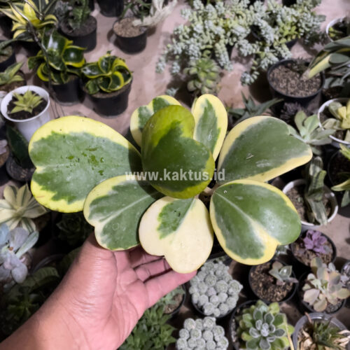 Hoya 'Heart' Kerrii Variegated 9 Leafs, real gallery image #5 plants. Picture taken directly from kaktus.id community Hoya farmer green houses.
