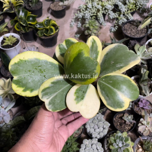 Hoya 'Heart' Kerrii Variegated 9 Leafs, real gallery image #6 plants. Picture taken directly from kaktus.id community Hoya farmer green houses.