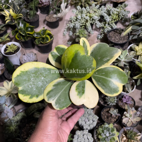 Hoya 'Heart' Kerrii Variegated 9 Leafs, real gallery image #1 plants. Picture taken directly from kaktus.id community Hoya farmer green houses.