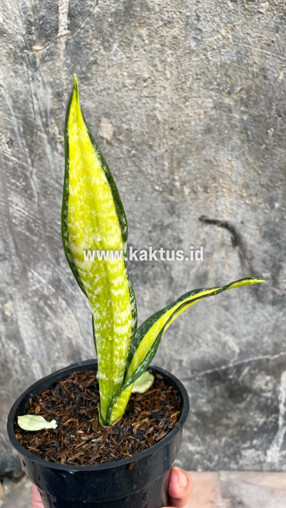 kaktus.id