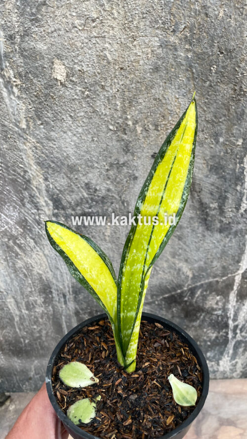 Sansevieria Golden Forscate / Sansevieria California, real gallery image #1 plants. Picture taken directly from kaktus.id community Sansevieria farmer green houses.