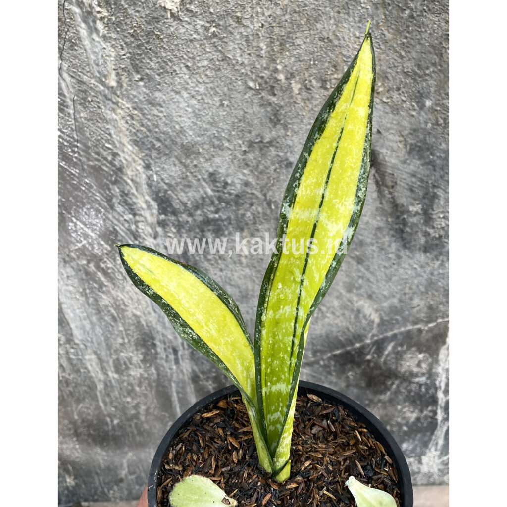 kaktus.id