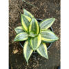 Sansevieria Lucille Poland, real gallery image #2 plants. Picture taken directly from kaktus.id community Sansevieria farmer green houses.