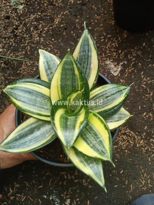 Sansevieria Lucille Poland, real gallery image #5 plants. Picture taken directly from kaktus.id community Sansevieria farmer green houses.