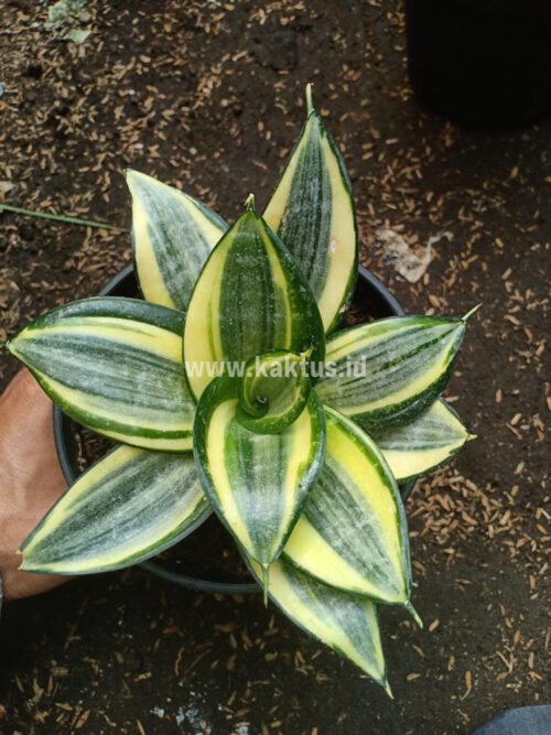 Sansevieria Lucille Poland, real gallery image #4 plants. Picture taken directly from kaktus.id community Sansevieria farmer green houses.