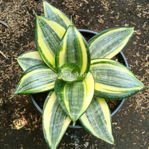 Sansevieria Lucille Poland, real gallery image #3 plants. Picture taken directly from kaktus.id community Sansevieria farmer green houses.