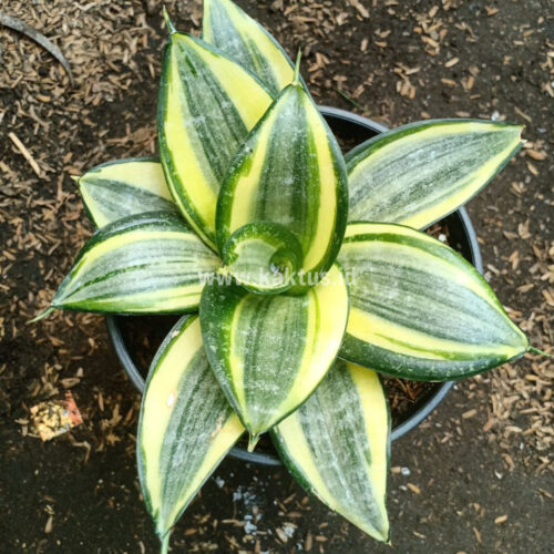 Sansevieria Lucille Poland, real gallery image #1 plants. Picture taken directly from kaktus.id community Sansevieria farmer green houses.