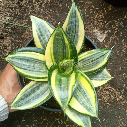 Sansevieria Lucille Poland, real gallery image #7 plants. Picture taken directly from kaktus.id community Sansevieria farmer green houses.