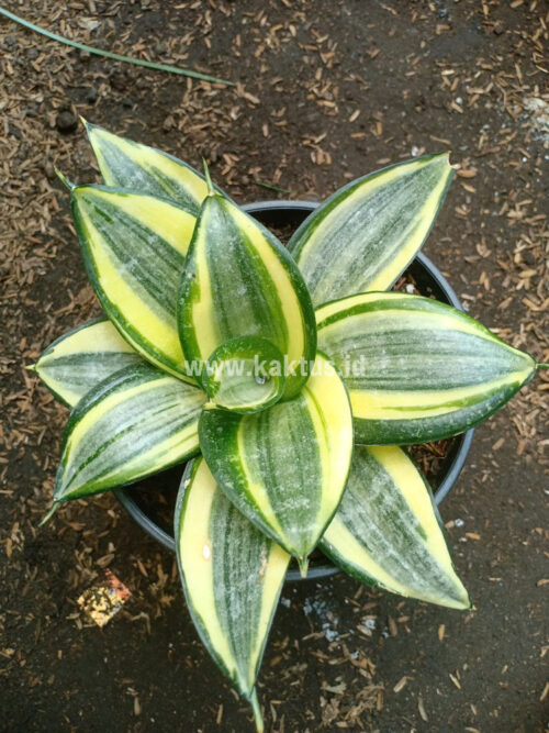 Sansevieria Lucille Poland, real gallery image #6 plants. Picture taken directly from kaktus.id community Sansevieria farmer green houses.