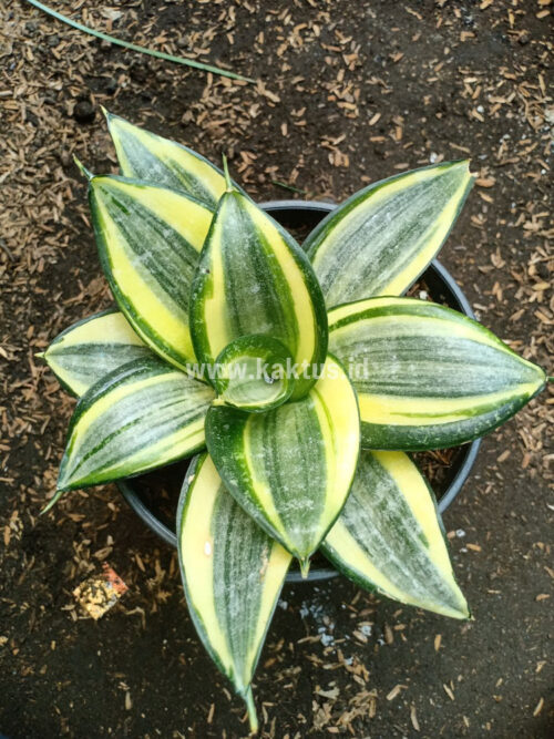 Sansevieria Lucille Poland, real gallery image #8 plants. Picture taken directly from kaktus.id community Sansevieria farmer green houses.