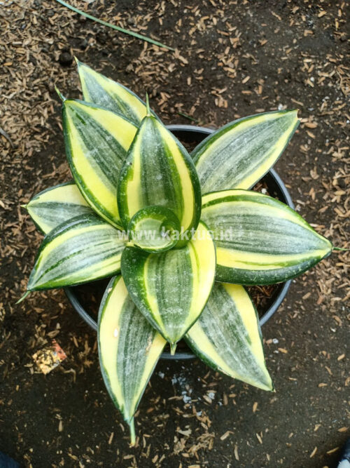 Sansevieria Lucille Poland, real gallery image #9 plants. Picture taken directly from kaktus.id community Sansevieria farmer green houses.