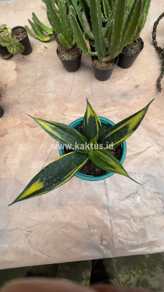 kaktus.id