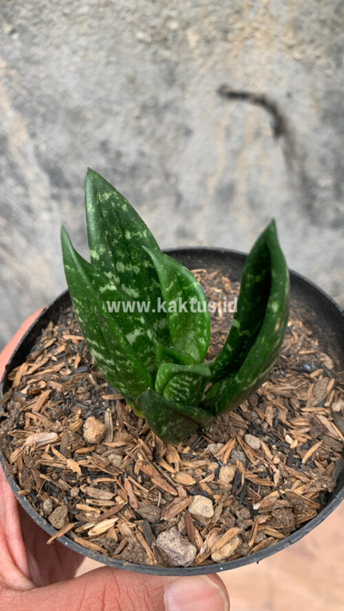 Sansevieria Hahniii Cristata, real gallery image #10 plants. Picture taken directly from kaktus.id community Sansevieria farmer green houses.