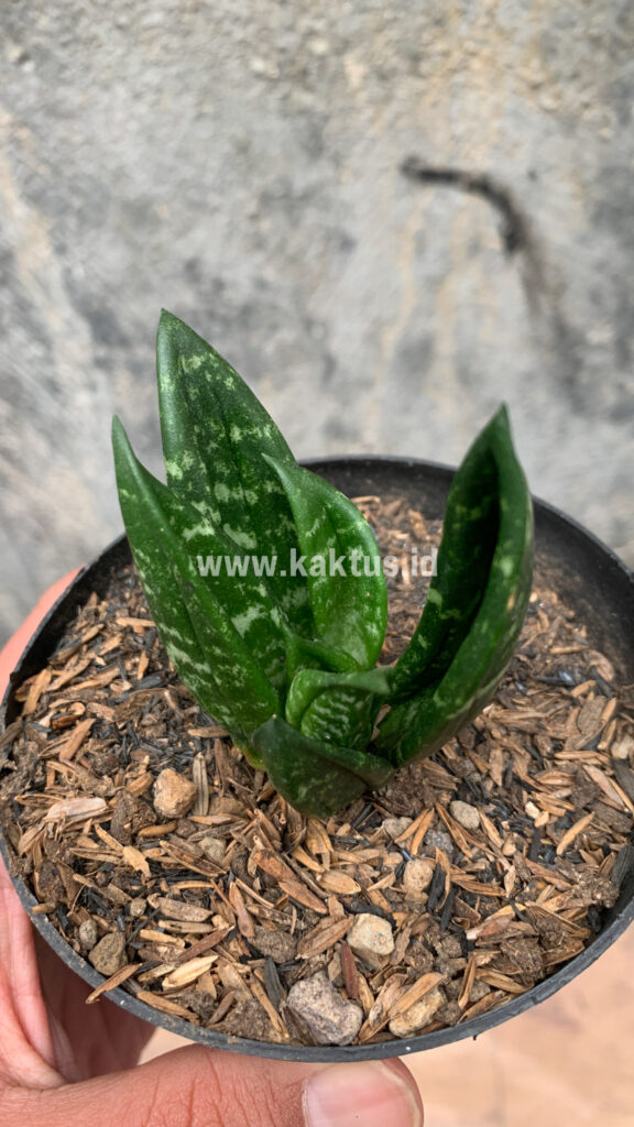 kaktus.id