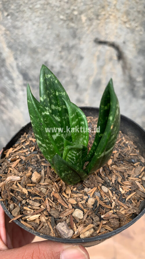 Sansevieria Hahniii Cristata, real gallery image #21 plants. Picture taken directly from kaktus.id community Sansevieria farmer green houses.