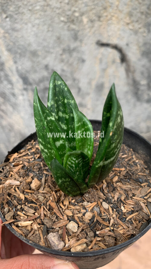 Sansevieria Hahniii Cristata, real gallery image #25 plants. Picture taken directly from kaktus.id community Sansevieria farmer green houses.