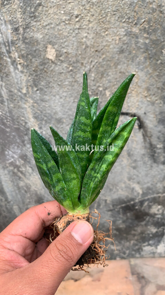 kaktus.id