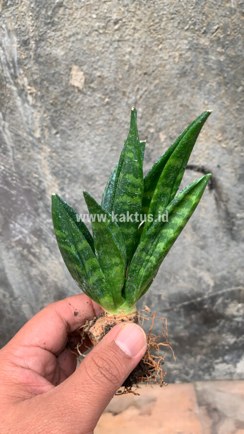 Sansevieria Hahniii Cristata, real gallery image #24 plants. Picture taken directly from kaktus.id community Sansevieria farmer green houses.