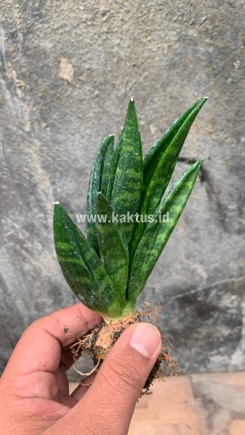 Sansevieria Hahniii Cristata, real gallery image #22 plants. Picture taken directly from kaktus.id community Sansevieria farmer green houses.