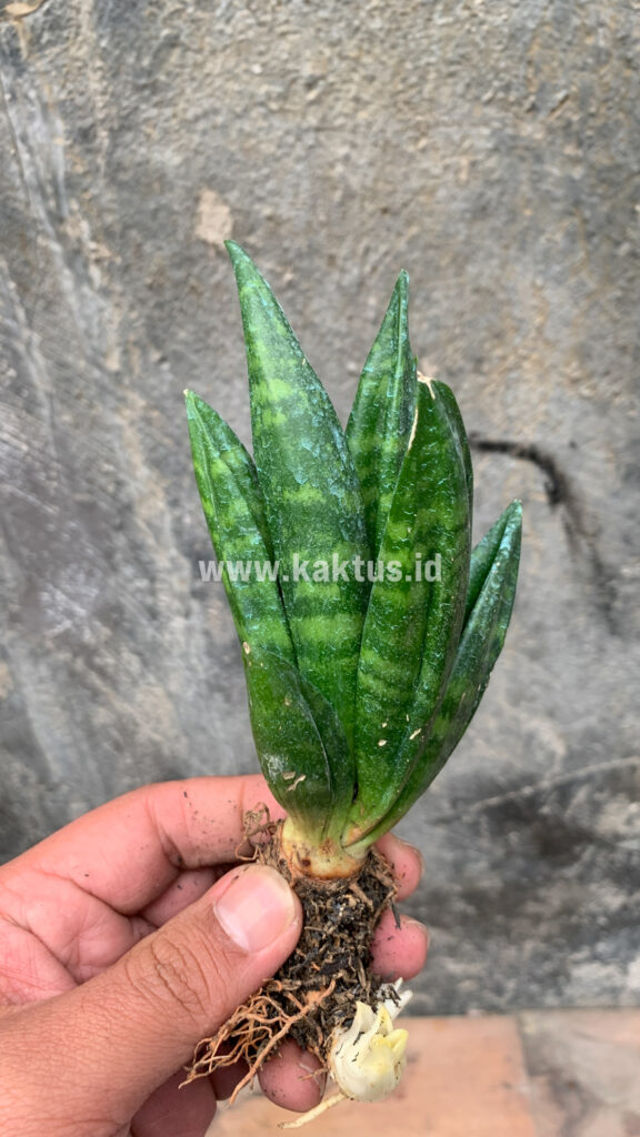 kaktus.id