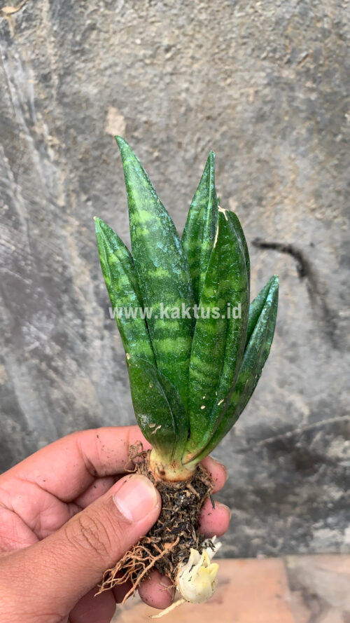 Sansevieria Hahniii Cristata, real gallery image #18 plants. Picture taken directly from kaktus.id community Sansevieria farmer green houses.