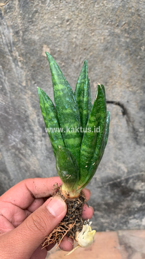 Sansevieria Hahniii Cristata, real gallery image #17 plants. Picture taken directly from kaktus.id community Sansevieria farmer green houses.
