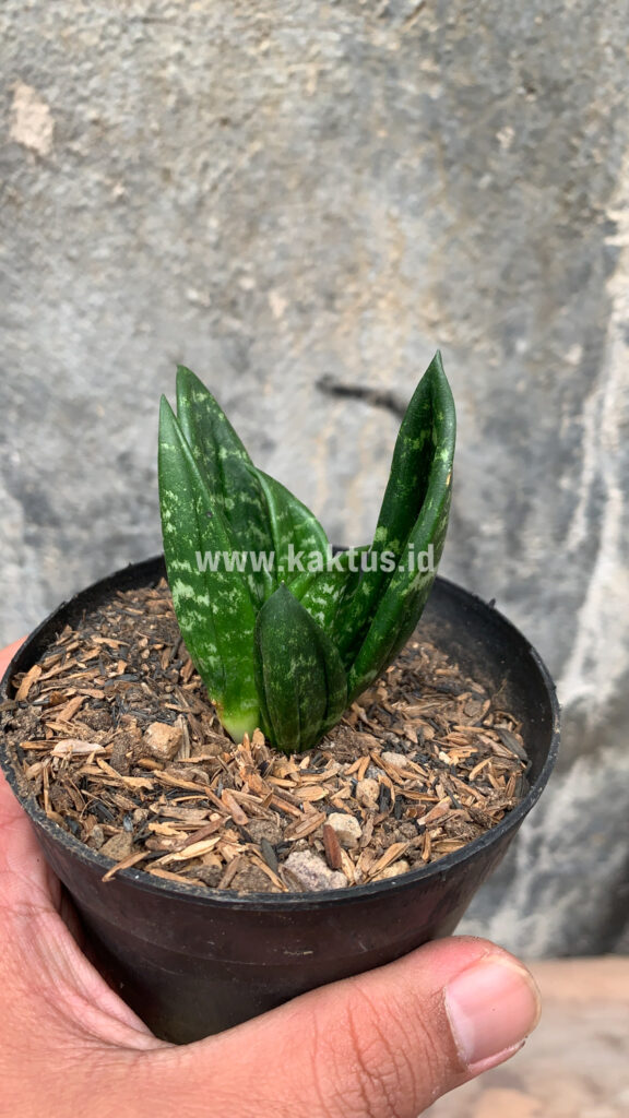 kaktus.id