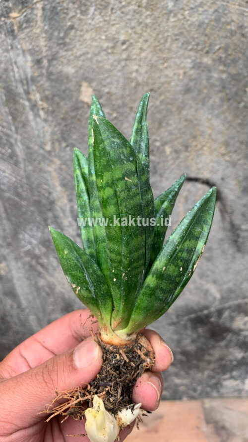 Sansevieria Hahniii Cristata, real gallery image #16 plants. Picture taken directly from kaktus.id community Sansevieria farmer green houses.