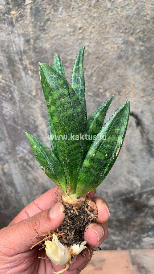 Sansevieria Hahniii Cristata, real gallery image #13 plants. Picture taken directly from kaktus.id community Sansevieria farmer green houses.
