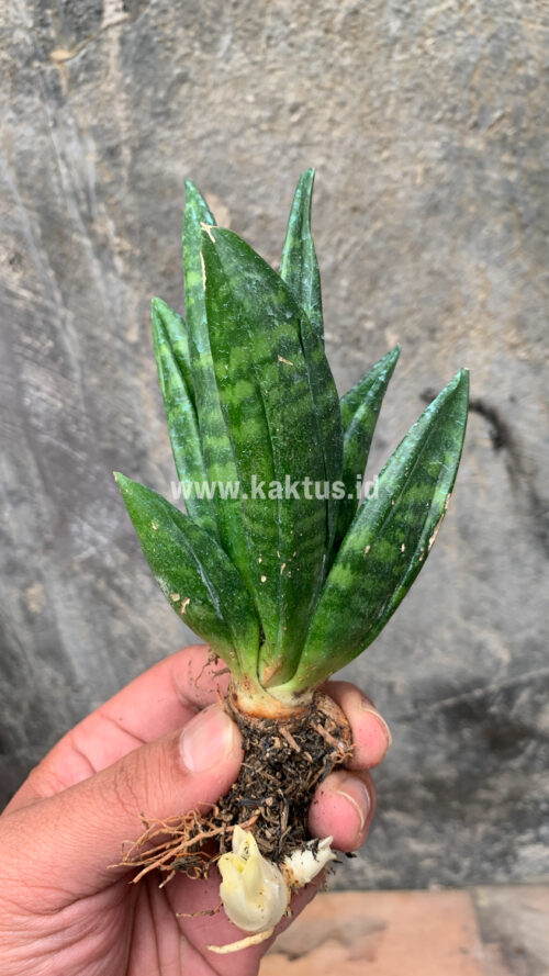 Sansevieria Hahniii Cristata, real gallery image #6 plants. Picture taken directly from kaktus.id community Sansevieria farmer green houses.