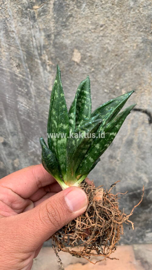 Sansevieria Hahniii Cristata, real gallery image #12 plants. Picture taken directly from kaktus.id community Sansevieria farmer green houses.
