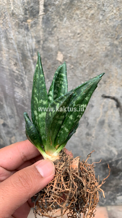 Sansevieria Hahniii Cristata, real gallery image #9 plants. Picture taken directly from kaktus.id community Sansevieria farmer green houses.