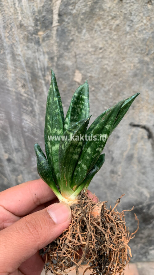 Sansevieria Hahniii Cristata, real gallery image #8 plants. Picture taken directly from kaktus.id community Sansevieria farmer green houses.