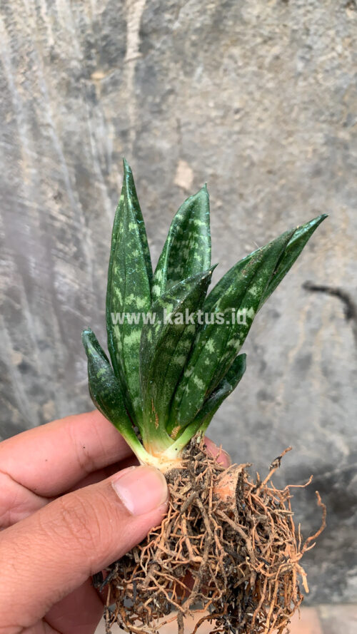 Sansevieria Hahniii Cristata, real gallery image #5 plants. Picture taken directly from kaktus.id community Sansevieria farmer green houses.