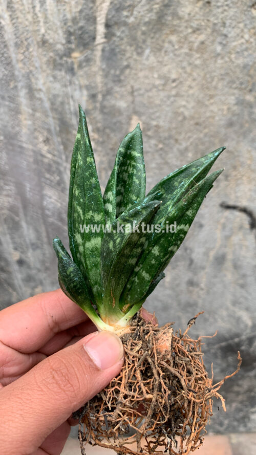 Sansevieria Hahniii Cristata, real gallery image #1 plants. Picture taken directly from kaktus.id community Sansevieria farmer green houses.