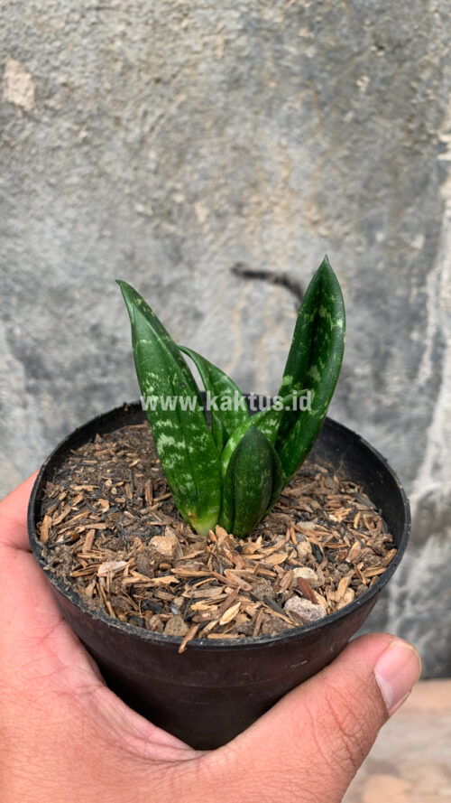 Sansevieria Hahniii Cristata, real gallery image #14 plants. Picture taken directly from kaktus.id community Sansevieria farmer green houses.