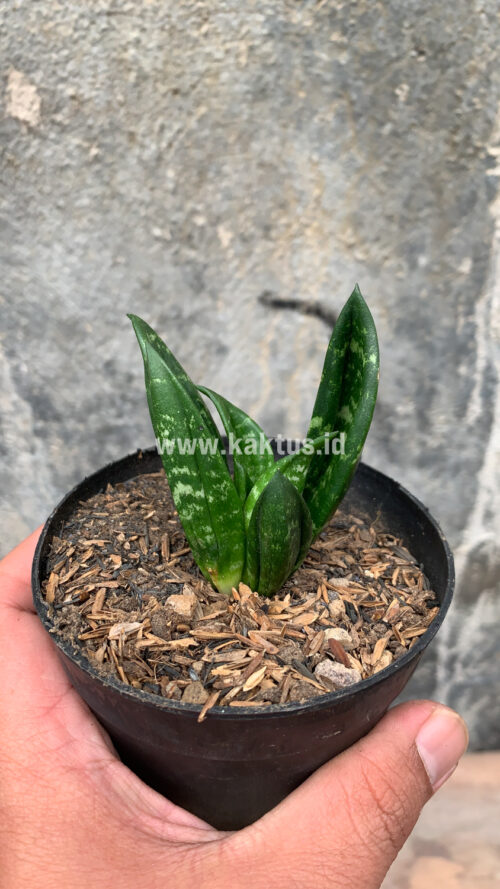 Sansevieria Hahniii Cristata, real gallery image #29 plants. Picture taken directly from kaktus.id community Sansevieria farmer green houses.