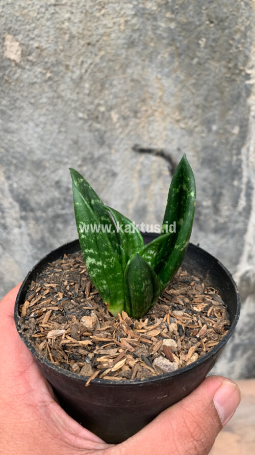 Sansevieria Hahniii Cristata, real gallery image #15 plants. Picture taken directly from kaktus.id community Sansevieria farmer green houses.
