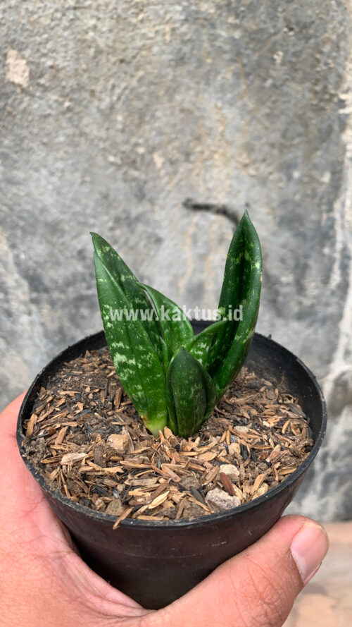 Sansevieria Hahniii Cristata, real gallery image #28 plants. Picture taken directly from kaktus.id community Sansevieria farmer green houses.