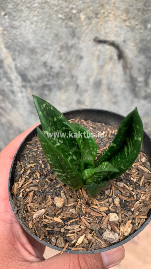 Sansevieria Hahniii Cristata, real gallery image #3 plants. Picture taken directly from kaktus.id community Sansevieria farmer green houses.
