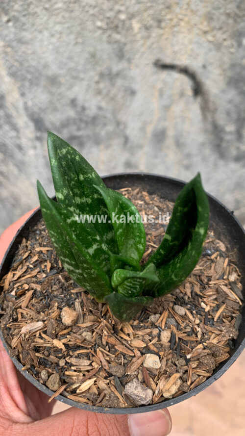 Sansevieria Hahniii Cristata, real gallery image #27 plants. Picture taken directly from kaktus.id community Sansevieria farmer green houses.
