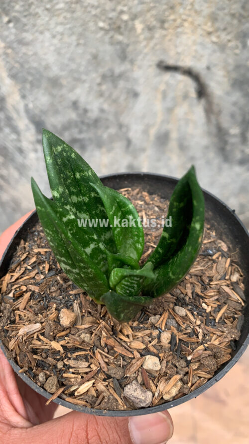 Sansevieria Hahniii Cristata, real gallery image #23 plants. Picture taken directly from kaktus.id community Sansevieria farmer green houses.