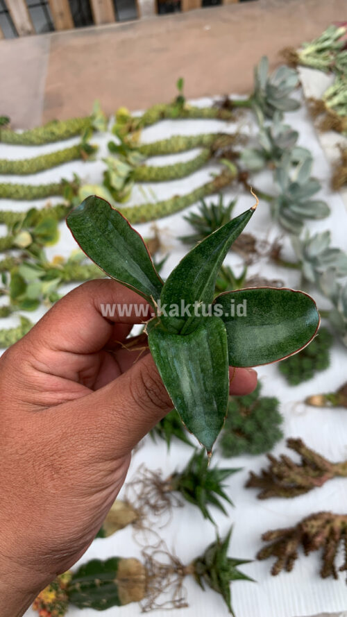Sansevieria Paten, real gallery image #7 plants. Picture taken directly from kaktus.id community Sansevieria farmer green houses.