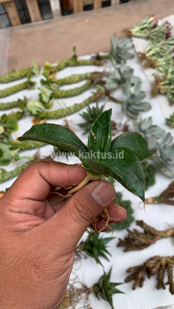 kaktus.id